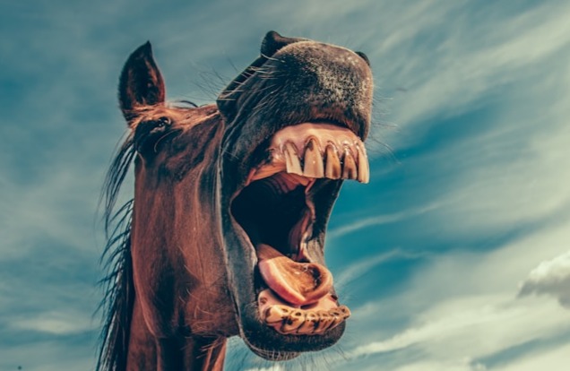 PR advice from the horses mouth (image for a blog post)