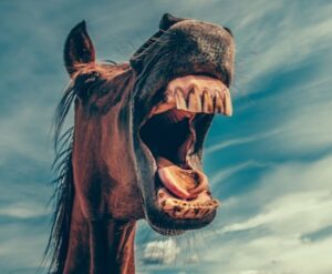 PR advice straight from the horse's mouth (image of a horse's mouth)